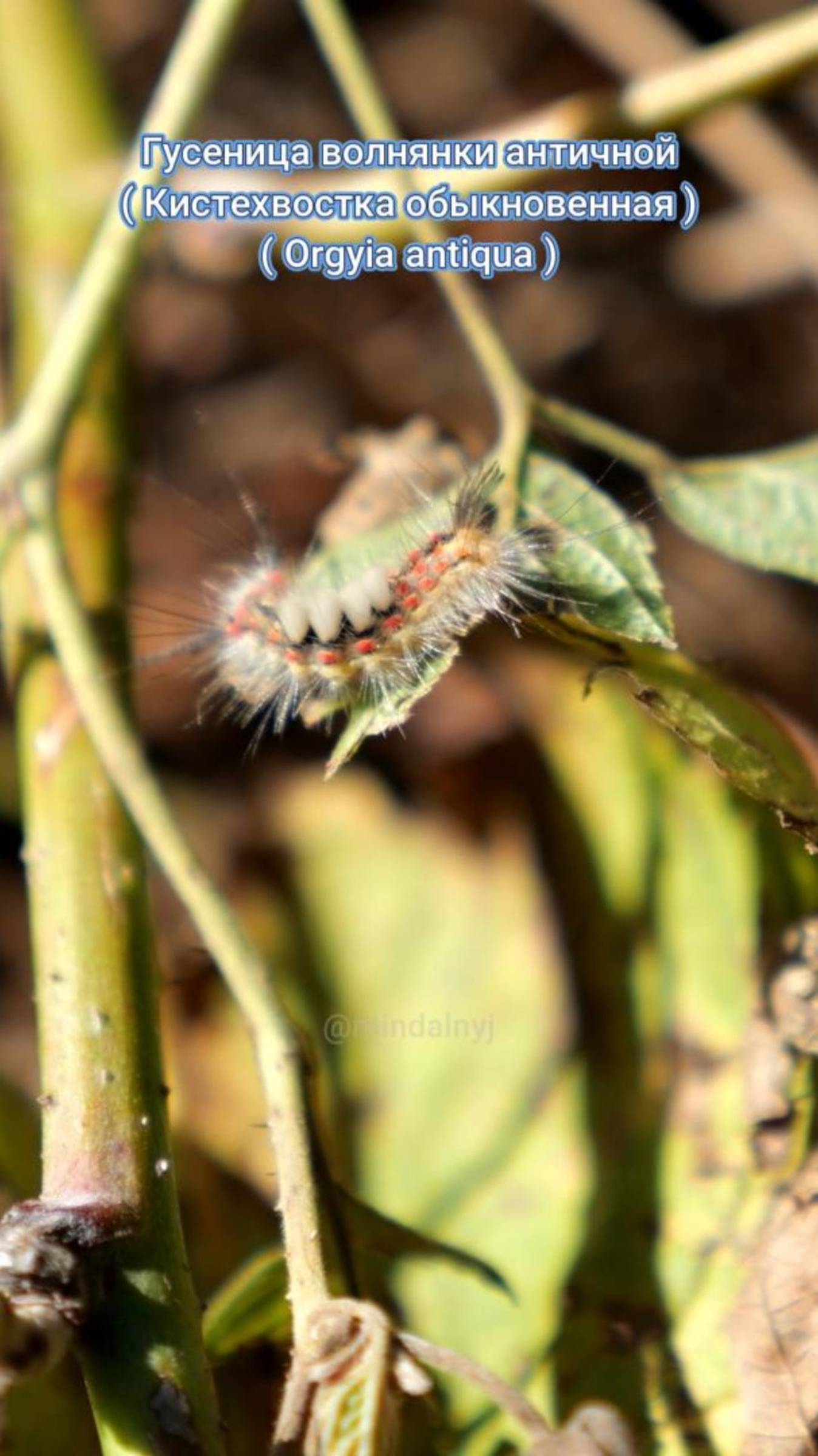 Гусеница волнянки античной ( Кистехвостки обыкновенной )