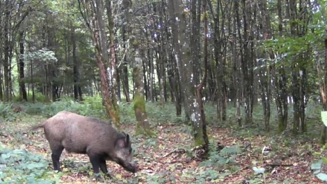 Кабаны фото ловушка смотреть онлайн