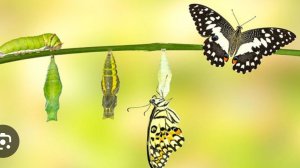 ЭФФЕКТ БАБОЧКИ. В.Котов и Максим Шевцов.