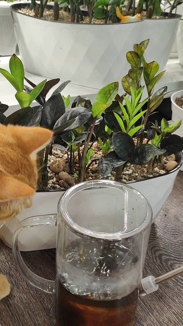 МАЛО КТО ЗНАЕТ ЧТО У ЗАМИКА ТОЛЬКО ЭТОТ ХИМИЧЕСКИЙ ЭЛЕМЕНТ МОЖЕТ нарастить много новых листьев смотреть онлайн