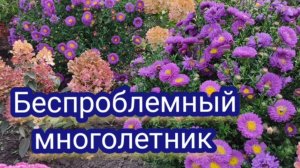 Астра новобельгийская. Красивый и беспроблемный многолетник. Посадил и забыл.