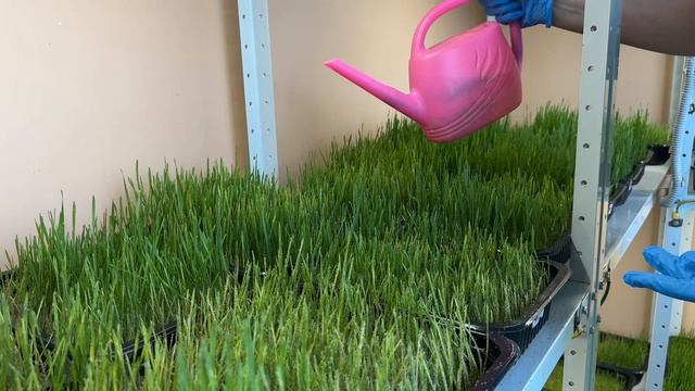 Лаборант биолаборатории