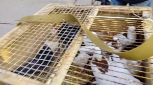 ярмарка голубей г Тула. 09.21.25.