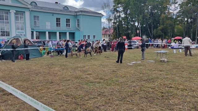 выставка собак.. смотреть онлайн