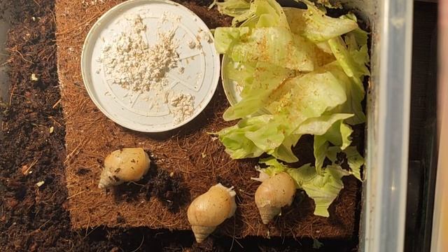 вечерние съемки улиток! смотреть онлайн