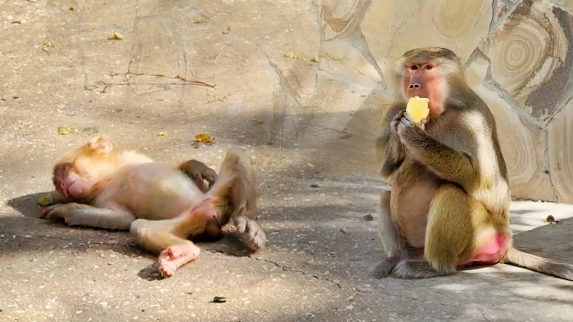 Веня и Феня ждут малыша, а Сакуру отправили на вольные хлеба! Недолго макаки ухаживают за малышами! смотреть онлайн