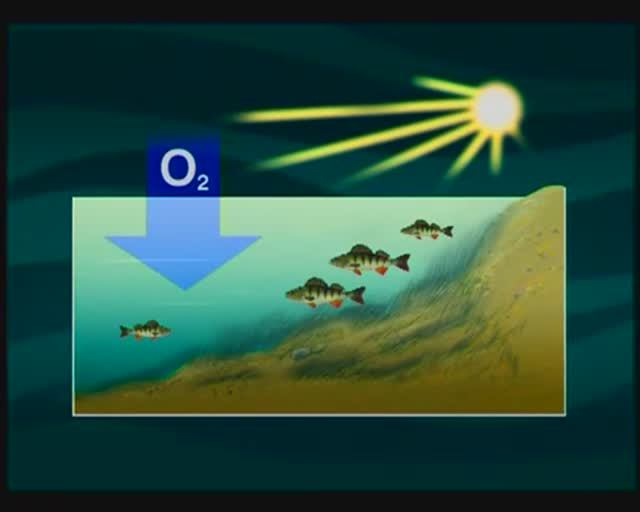 Как меняется поведение Окуня (European perch) — Perca fluviatilis перед ледоставом и по перволедью ? смотреть онлайн