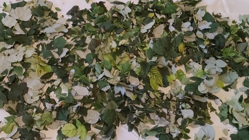 Заготовила чай на зиму смотреть онлайн