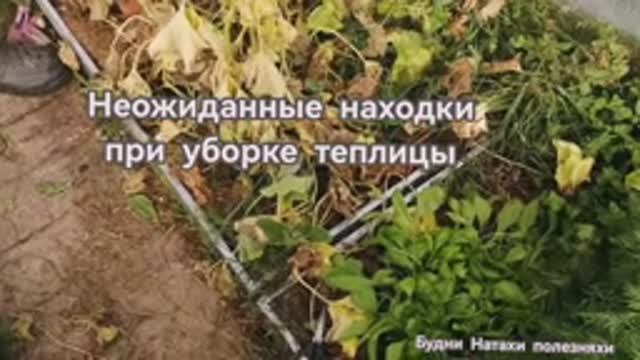 Неожиданная находка в теплице!