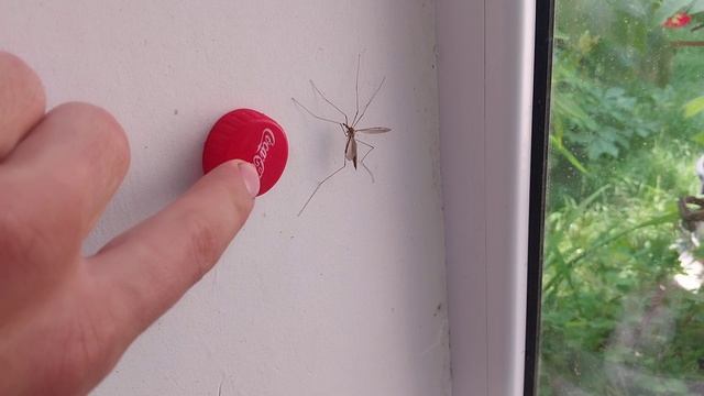 Огромный комарище! смотреть онлайн