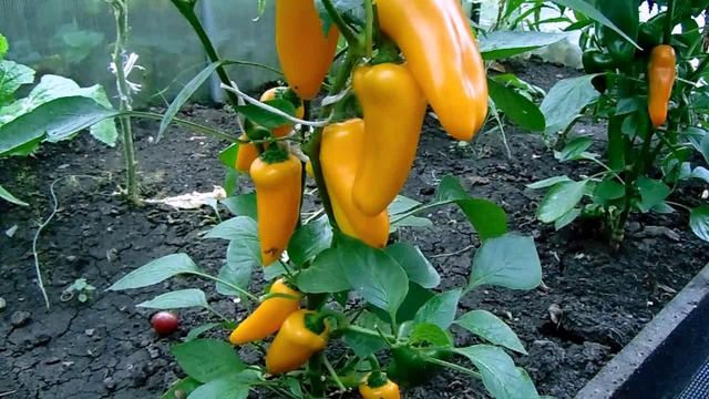 Сладкий Мини Перец  Сорт Лисичка. Вращивание, Уход и Размножение.