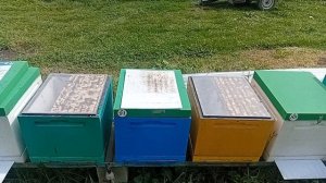 Все проблемы спишем на клеща ?