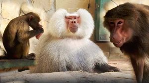 Люся имела в виду все порядки, у нее свои беспорядки! Лида с полувзгляда выполняет команды Елисея!