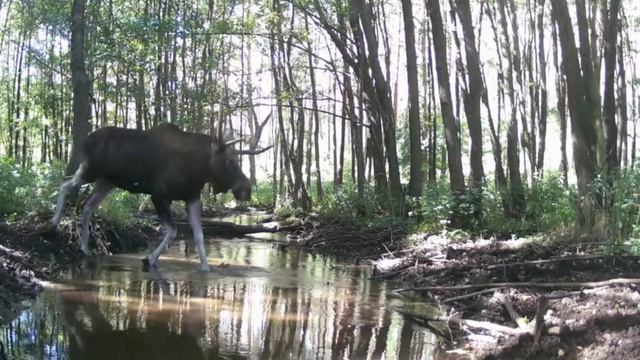 Лось инвалид фото ловушка смотреть онлайн