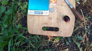 Гф Тимоти селекции Гусева С. Э виноград рабочая лошадка.