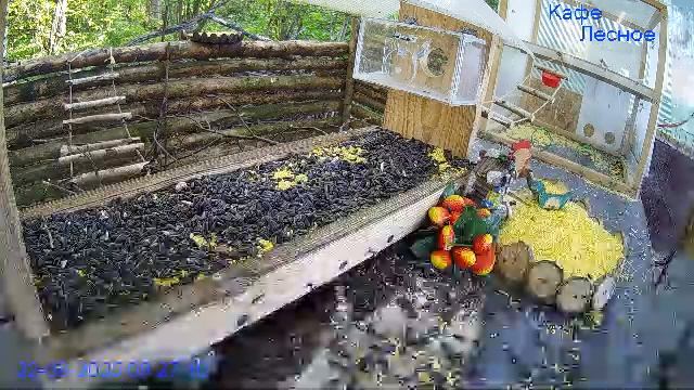 🔴24/7 Кормушка в лесу онлайн "Кафе Лесное" #Relaxing #природа #звуки леса #сентябрь смотреть онлайн