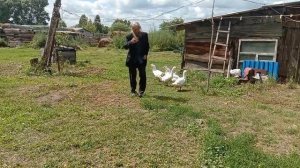 Гуси встречают о Иоакима