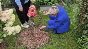 ГОРТЕНЗИИ ОСЕНЬЮ ВО ВСЕЙ КРАСЕ.