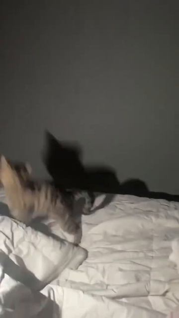 Хищник
