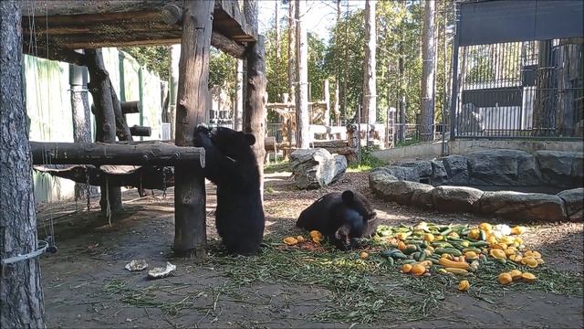Уссурийские белогрудые медвежата с аппетитом кушают овощи 17.09.2025 смотреть онлайн