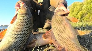 САЗАНЫ МАШИНЫ!!! ОНО КЛЮЕТ СНОВА И СНОВА!! РЫБАЛКА НА САЗАНА ОСЕНЬЮ