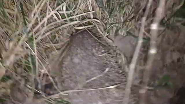 КОМЕДИЯ РОК Ёжики в тумане!(( смотреть онлайн