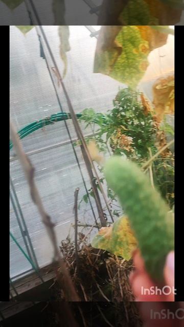 Последние огурчики в Сибири 🥒❤👍 смотреть онлайн