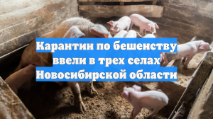 Карантин по бешенству ввели в трех селах Новосибирской области