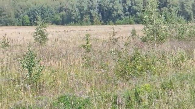 ЗУ :703 д. Мостки смотреть онлайн