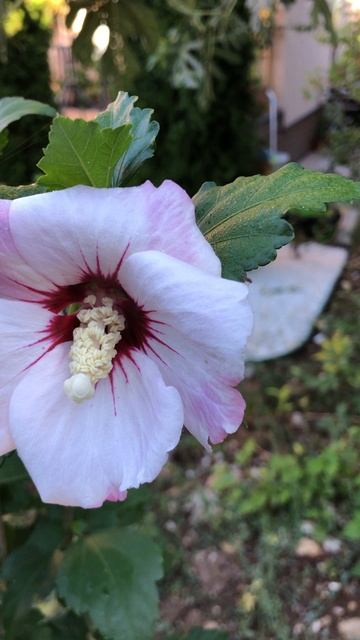 Первое цветение Сирийского Гибискуса в моём саду 🌺 смотреть онлайн