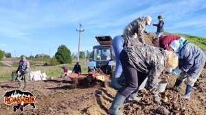 Выкапывание картофеля синим трактором: Эффективные способы оптимизации производственного процесса