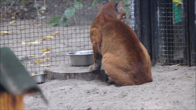 Азиатский золотой кот после завтрака наблюдает за посетителями 17.09.2025 смотреть онлайн