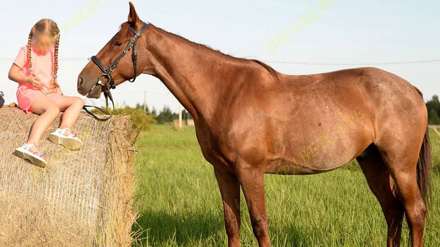 4955-5 Мерин в семью