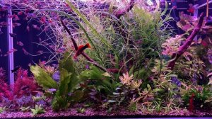 Пецилия ситцевая