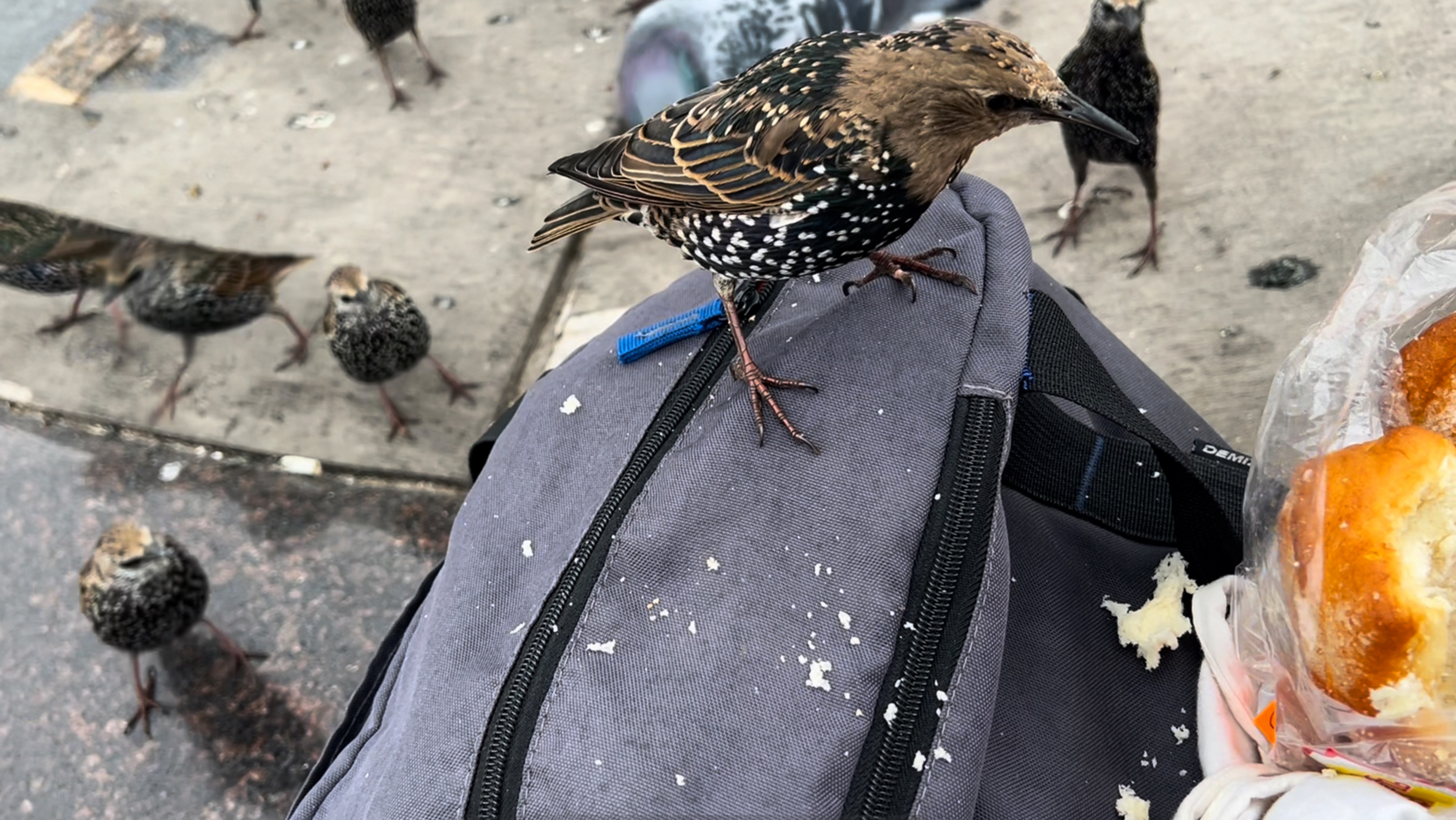 Скворцы на Ленинградском вокзале