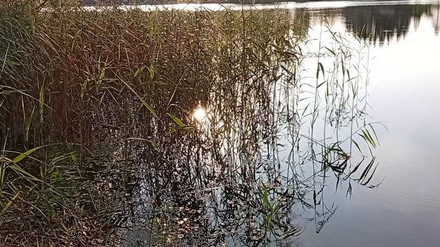 Настроение осень 🍂 смотреть онлайн