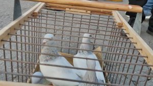 21.09.2025г Ярмарка г Тула ч.2