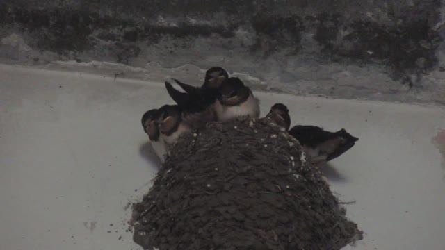 Птенцы ласточки крупным планом. Видео снято в заброшенном здании смотреть онлайн