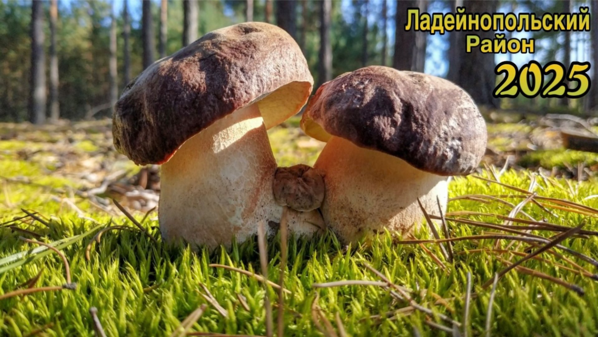 Боровики в Ладейнопольском районе продолжаем Мега сбор смотреть онлайн