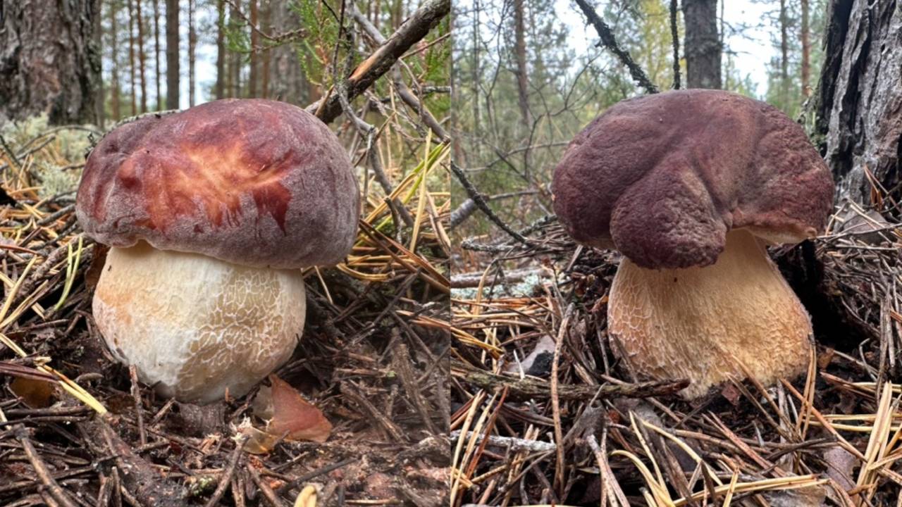 КАЙФ! СОБИРАЕМ БОРОВИКИ В ЧУДЕСНОМ СОСНОВОМ ЛЕСУ | ТИХАЯ ОХОТА НА СОСНОВЫЕ БЕЛЫЕ ГРИБЫ 2025 смотреть онлайн