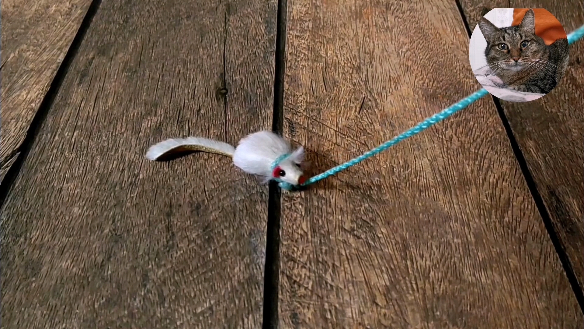 Видео для кошек | Мышка, бегающая на экране