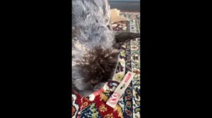 Часть 28. Уехал в путешествие. Оставил животных | Как они выживали?