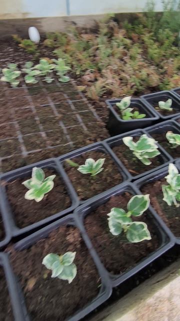 Саженцы Сильвер Куин подросли🥳 смотреть онлайн