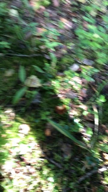 Очень много мухоморов (2025 год сентябрь) смотреть онлайн