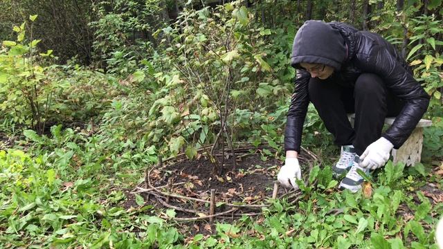 Подкормки смородины перед зимой смотреть онлайн