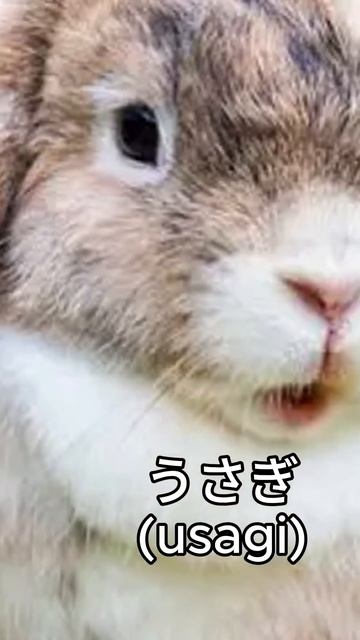 Освойте Хирагану: Учите あいうえお!