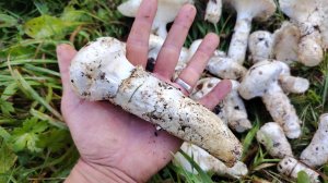 Охота на грибы | Сбор грибов, опята, шампиньоны, осенний лес | Остров Сахалин | Дальний восток