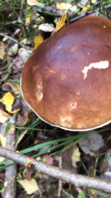 Белый гриб и подосиновик смотреть онлайн