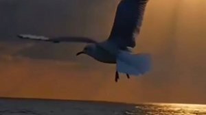 СКИТАЛОСЬ СЧАСТЬЕ ПО ЗЕМЛЕ