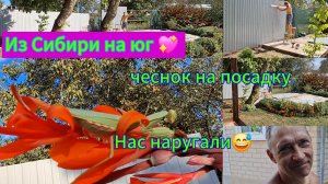 21-09-2025 Переезд из Сибири на юг/Купили дом на юге ☀️/Никаких саженцев/Чеснок/Забор/Домашние дела/